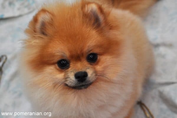 Pomeranian Dog