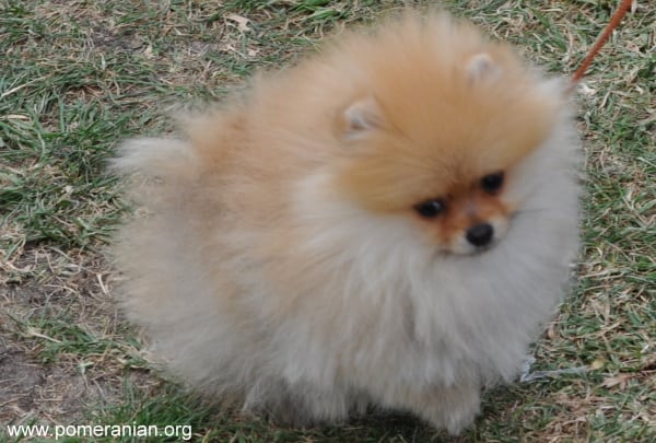 Pomeranian seizures hot sale hypoglycemia