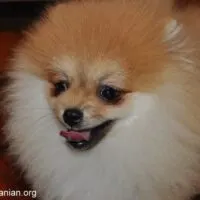 Pomeranian