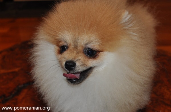 what do pomeranians die from