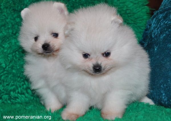 Pomeranian Puppies