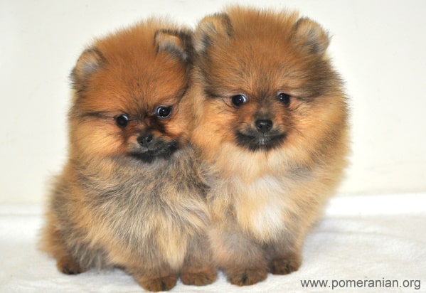 Pomeranian Pups