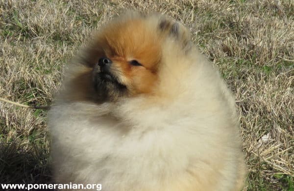 Pomeranian hot sale hip dysplasia