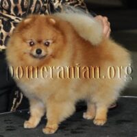 pomeranian