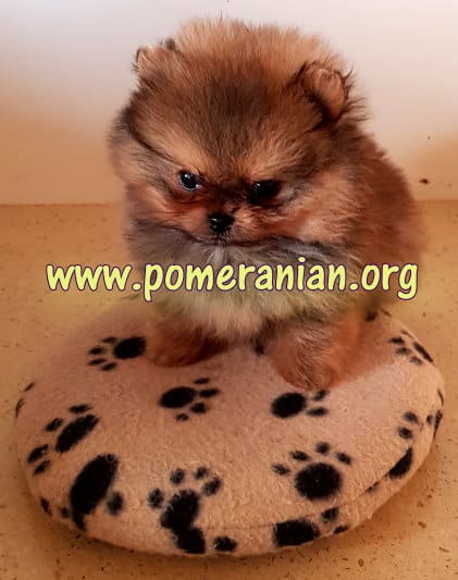 Heating Pads for Poms