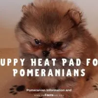 Puppy Heating Pad for Pomeranians