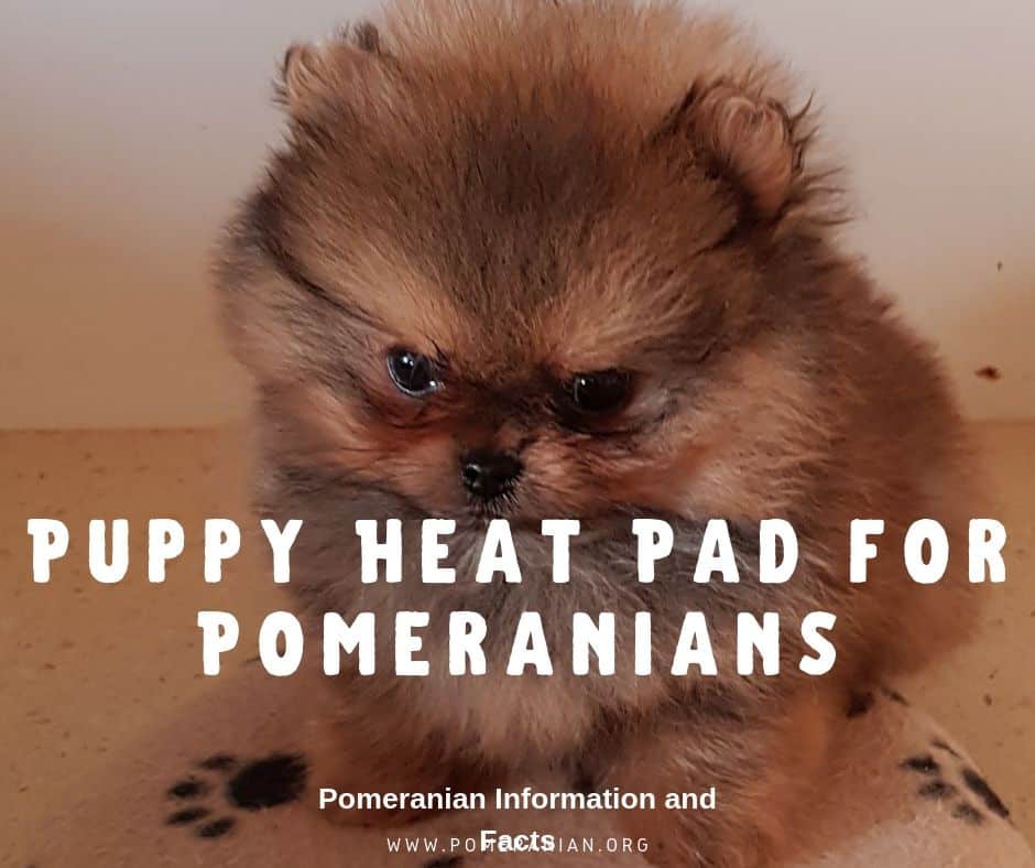 Puppy Heating Pad for Pomeranians