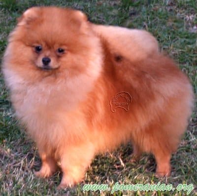 Pomeranian dog