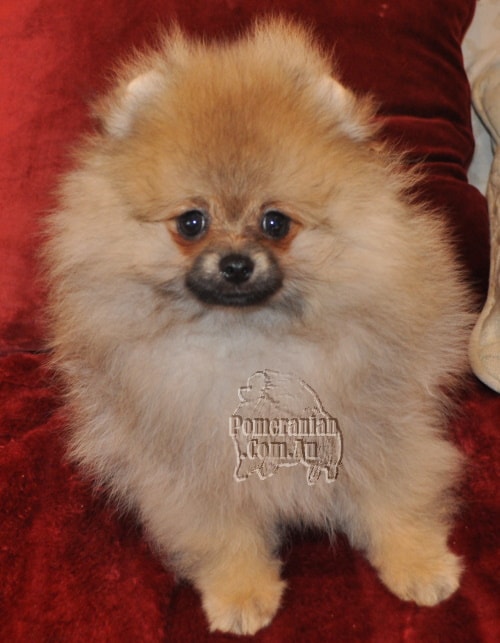 Pomeranian puppy dog