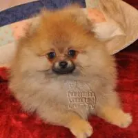 pomeranian dog