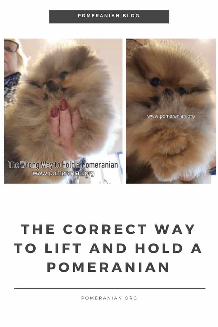 The Correct Way To Lift And Hold A Pomeranian
