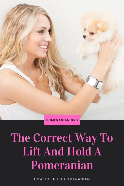 How to Lift and Hold Pomeranian 