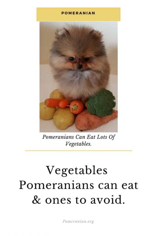 what fruit can pomeranians eat