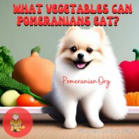 What Vegetables Can Pomeranians Eat?