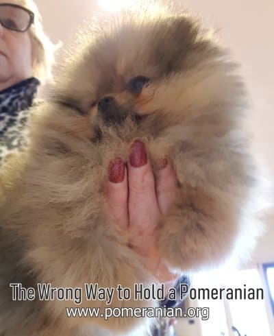 The Incorrect Way To Hold A Pomeranian