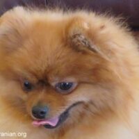 Vegetables Pomeranians Can Eat and Ones to Avoid