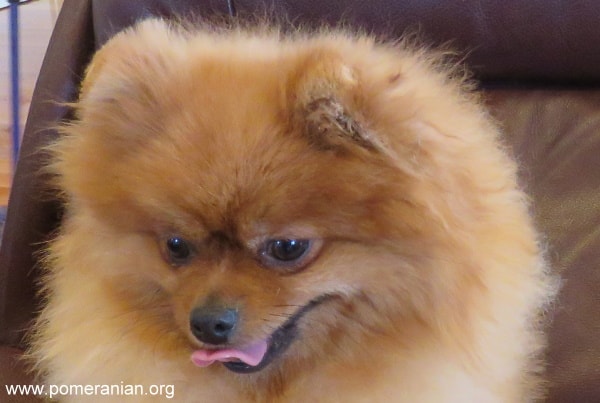 Vegetables Pomeranians Can Eat and Ones to Avoid