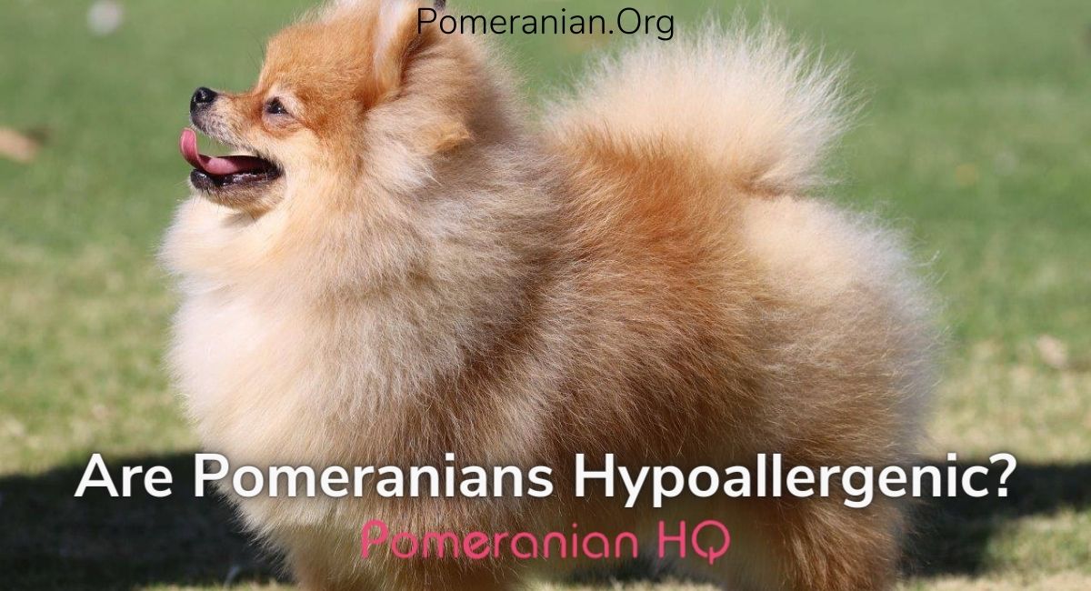 Are Pomeranians Hypoallergenic Dogs? The Facts Revealed