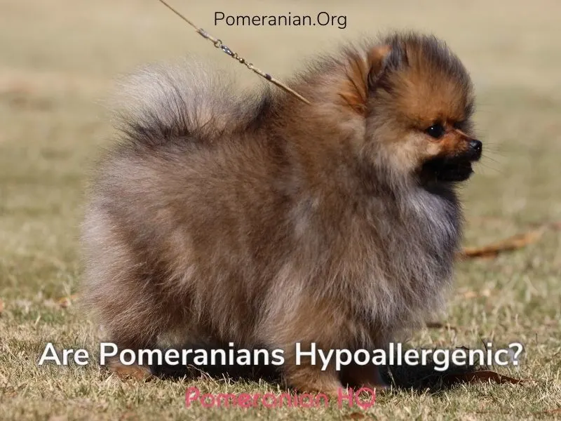 Are Pomeranians Hypoallergenic?