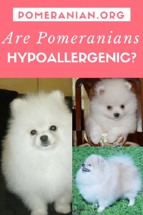 are pomeranians hypoallergenic?