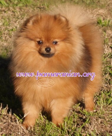 Are Pomeranians Hypoallergenic dogs