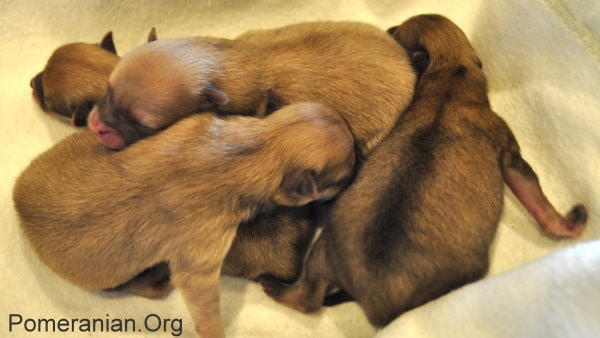 1 week old Pomeranian puppies