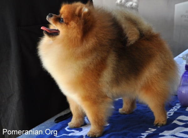 Pomeranian dog age sales chart