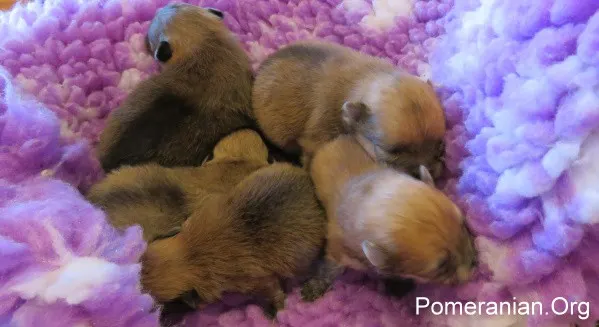 2 week old Pomeranian puppies