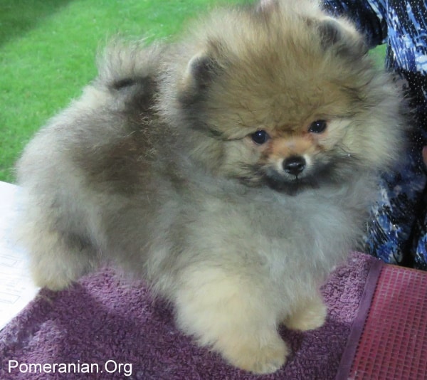 pomeranian 3 months