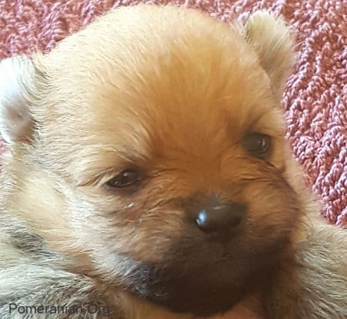 3 week old pomeranian puppies