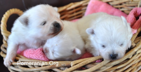 Pomeranian 2 weeks hot sale old