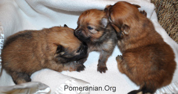 25 days old pomeranian puppies