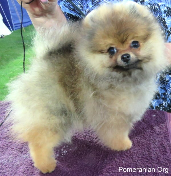 Pomeranian 8 months store old