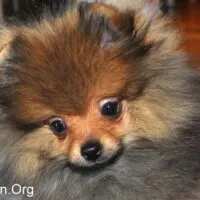 4 month old Pomeranian puppy