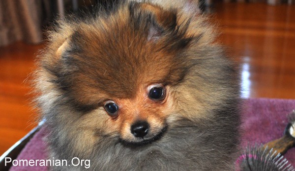 4 month old pomeranian hot sale puppy