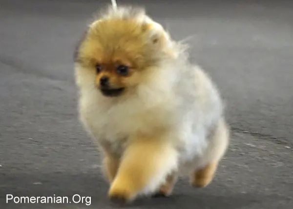 4 month Pomeranian puppy