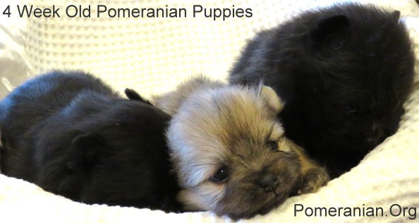 4 week old Pomeranian puppies 
