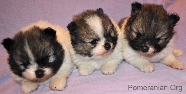 3 week old pomeranian puppies