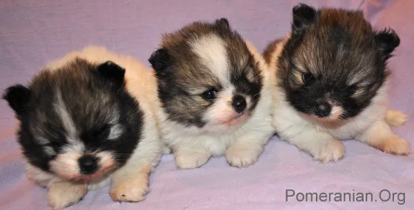 4 week old Pomeranian puppies