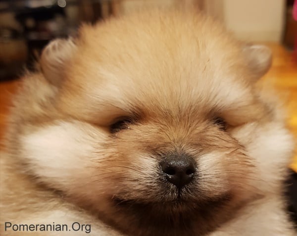 5 week old Pomeranian puppy