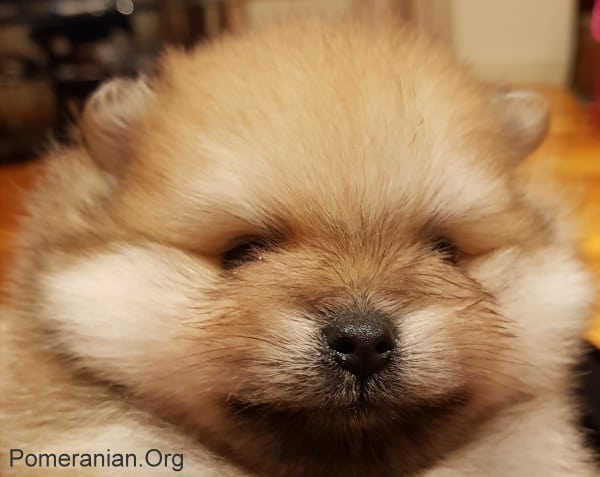 7 week best sale old pomeranian