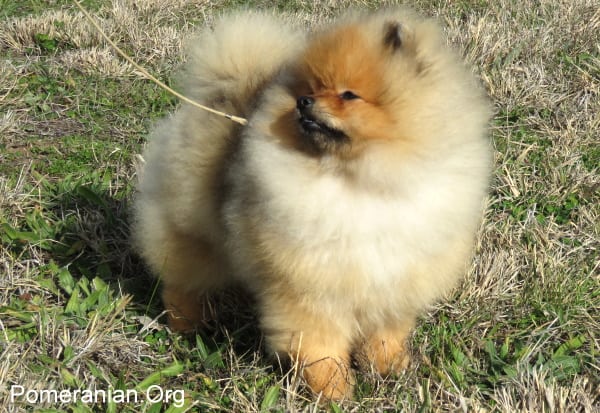 Pomeranian 9 months store old