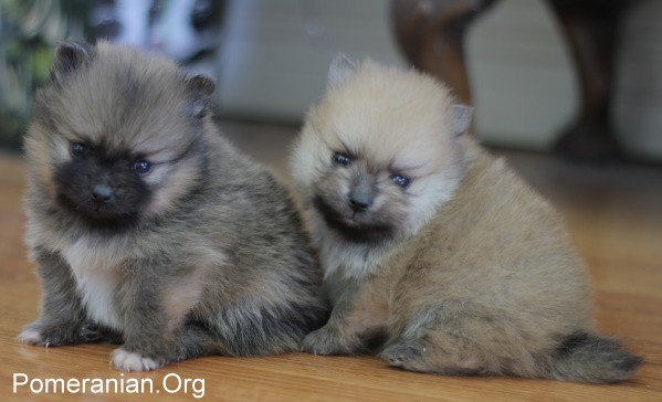 6 week old Pomeranian puppies
