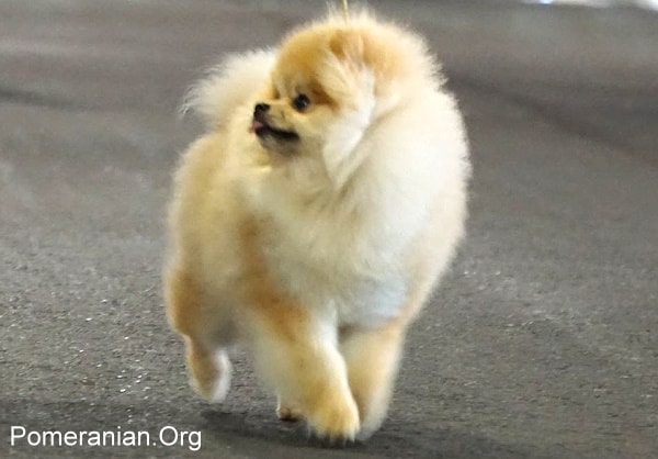 1 month old pomeranian puppy