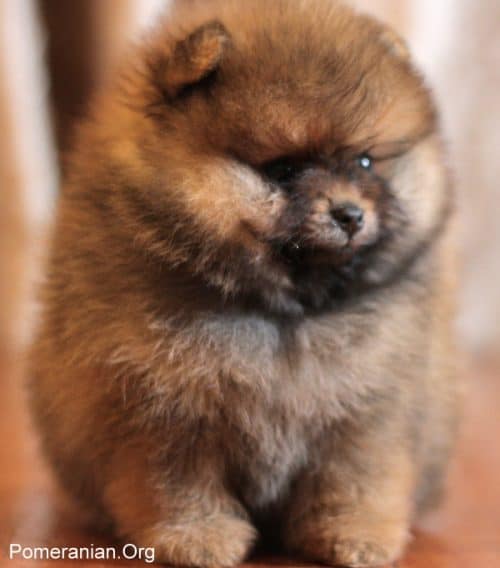 Short best sale haired pomchi