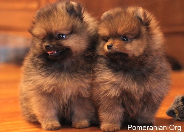 8 week old Pomeranian puppies 
