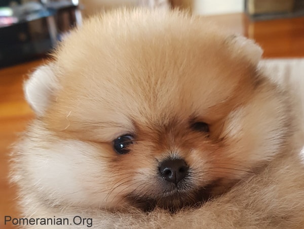8 week Pomeranian puppy