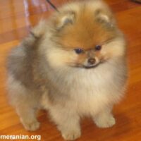 Picture of a Boy Pomeranian Puppy