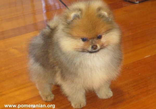 Picture of a Boy Pomeranian Puppy