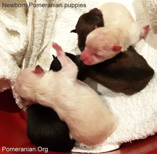 Newborn Pomeranian Puppies 